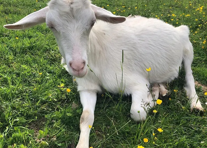 Le Clos Des Reines *